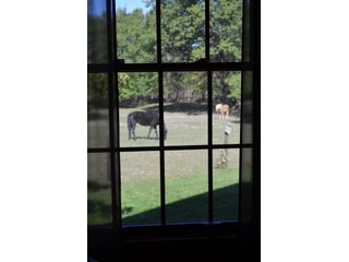 Property photo 4 - 80 +/- Acres Offered in 6 Tracts - Spectacular Farm & Home